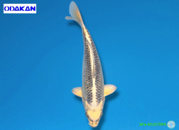 Aka Gin-Matsuba, 24-25cm. Tosai, Odakan koifarm SK's SELECTIONS