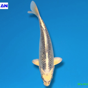 Aka Gin-Matsuba, 24-25cm. Tosai, Odakan koifarm SK's SELECTIONS