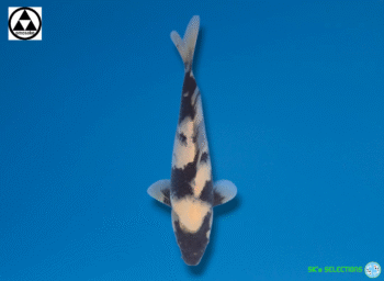 Shiro-Utsuri, 24-25cm. Tosai. Omosako koifarm, SK's SELECTIONS