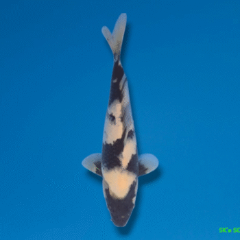 Shiro-Utsuri, 24-25cm. Tosai. Omosako koifarm, SK's SELECTIONS