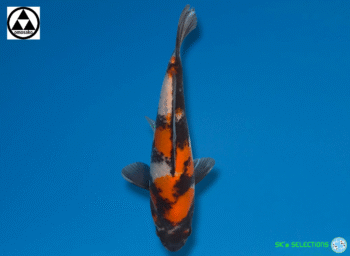 Showa, 25-26cm. Tosai. Omosako koifarm, SK's SELECTIONS