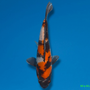 Showa, 25-26cm. Tosai. Omosako koifarm, SK's SELECTIONS