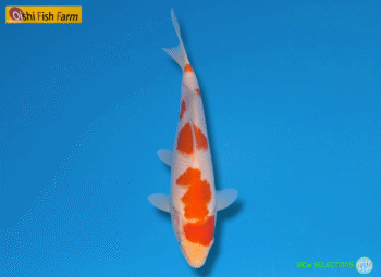 Kohaku, 16-17cm. Tosai, Oshi FishFarm, SK's SELECTIONS