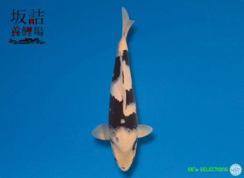 Shiro-Utsuri, 44-45cm, Nisai, Sakazume koifarm, SK's SELECTIONS