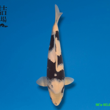 Shiro-Utsuri, 44-45cm. Nisai, Sakazume koifarm, SK's SELECTIONS