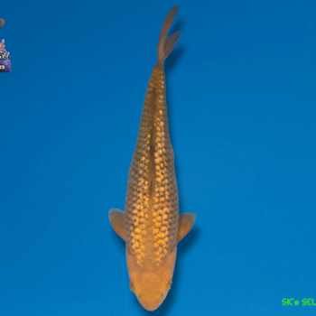 Gr. Chagoi, 31-32cm. Tosai, Takatatsu koifarm, SK's SELECTIONS