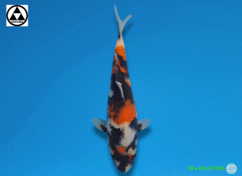 Showa, 26-27cm. Tosai, Omosako koifarm SK's SELECTIONS