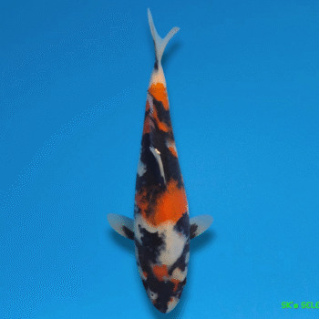 Showa, 26-27cm. Tosai, Omosako koifarm SK's SELECTIONS