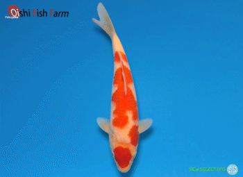 Kohaku, 25-26cm. Tosai, Oshi FishFarm SK's SELECTIONS