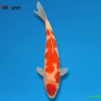 Kohaku, 25-26cm. Tosai, Oshi FishFarm SK's SELECTIONS