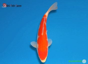 Kohaku, 24-25cm. Tosai, Oshi FishFarm