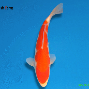 Kohaku, 24-25cm. Tosai, Oshi FishFarm