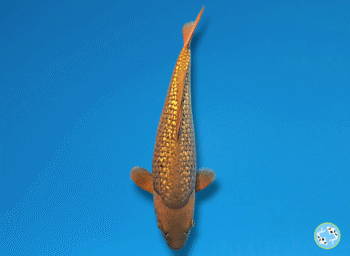 Gr. Chagoi, 35-36cm. Tosai, Takatatsu koifarm, SK's SELECTIONS