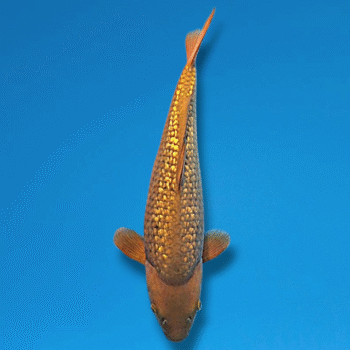 Gr. Chagoi, 35-36cm. Tosai, Takatatsu koifarm, SK's SELECTIONS