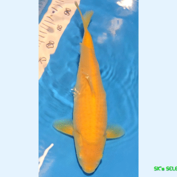 Ki-Goi, 1Year, 40-41cm+, Takatatsu koifarm