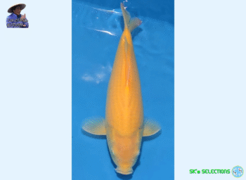 Ki-Goi, 1Year, 41-42cm+, Takatatsu koifarm