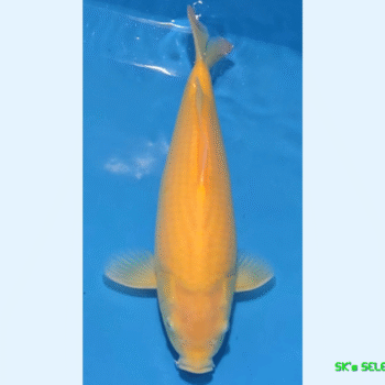 Ki-Goi, 1Year, 41-42cm+, Takatatsu koifarm