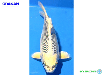 Aka Gin-Matsuba, 34cm. Tosai, Odakan koifarm