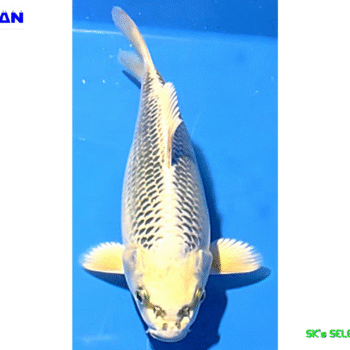 Aka Gin-Matsuba, 34cm. Tosai, Odakan koifarm