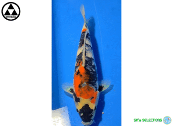 Showa, Tosai, 24-25cm+, Omosako koifarm
