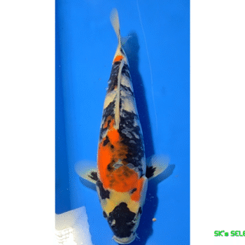 Showa, Tosai, 24-25cm+, Omosako koifarm