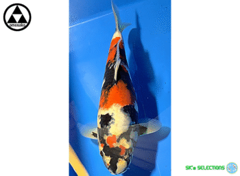 Showa, Tosai, 27cm+, Omosako koifarm