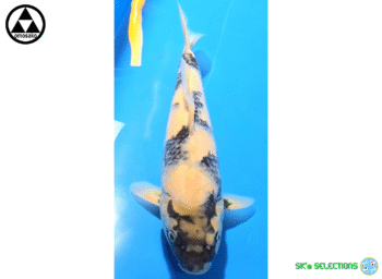 Shiro-Utsuri, 27-28cm. Tosai, Omosako koifarm