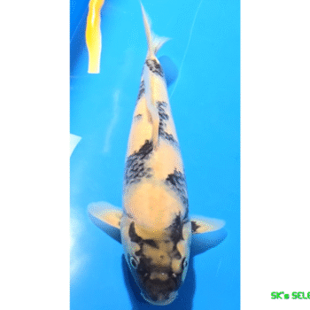 Shiro-Utsuri, 27-28cm. Tosai, Omosako koifarm