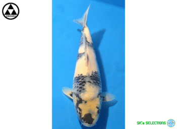 Shiro-Utsuri, 28cm. Tosai, Omosako koifarm
