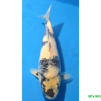 Shiro-Utsuri, 28cm. Tosai, Omosako koifarm