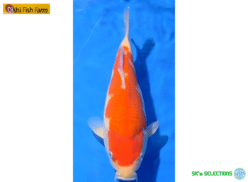 Kohaku, 27-28cm. Tosai, Oishi FishFarm