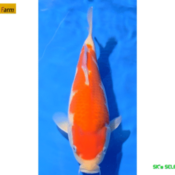 Kohaku, 27-28cm. Tosai, Oishi FishFarm
