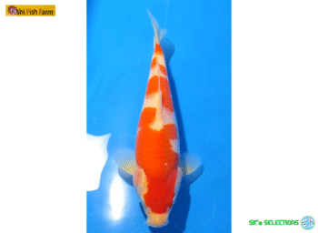 Kohaku, 26-27cm. Tosai, Oishi FishFarm