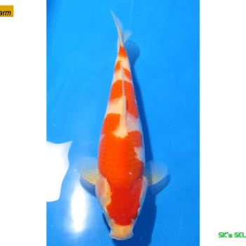 Kohaku, 26-27cm. Tosai, Oishi FishFarm