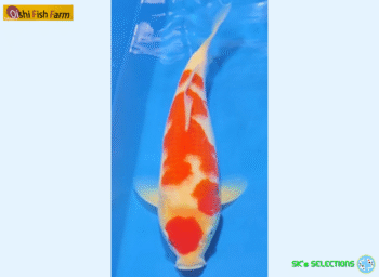 Kohaku, 27cm. Tosai, Oishi FishFarm