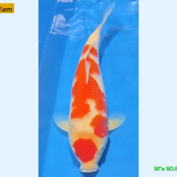 Kohaku, 27cm. Tosai, Oishi FishFarm