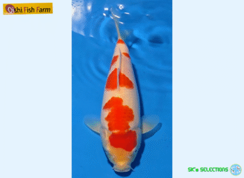 Kohaku, 25cm. Tosai, Oishi FishFarm