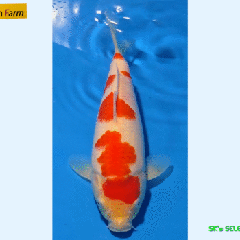 Kohaku, 25cm. Tosai, Oishi FishFarm