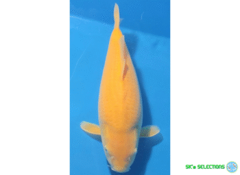 Ki-Goi, Female (95%), 2Year, 45cm. Takatatsu koifarm