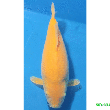 Ki-Goi, Female (95%), 2Year, 45cm. Takatatsu koifarm