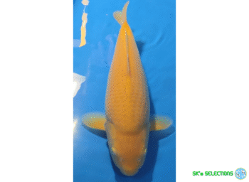 Ki-Goi, Female (95%), 2Year, 44-45cm. Takatatsu koifarm
