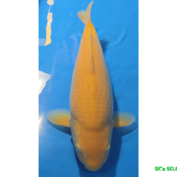 Ki-Goi, Female (95%), 2Year, 44-45cm. Takatatsu koifarm