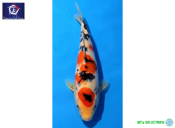 Sanke, 24-25cm. Tosai, Tamaura FishFarm