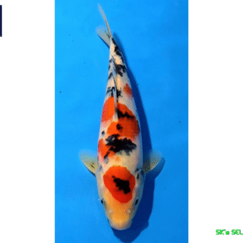 Sanke, 24-25cm. Tosai, Tamaura FishFarm