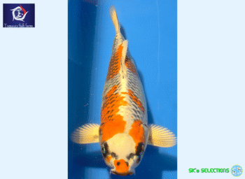 Kujaku, 32-33cm. Tosai, Tamaura FishFarm