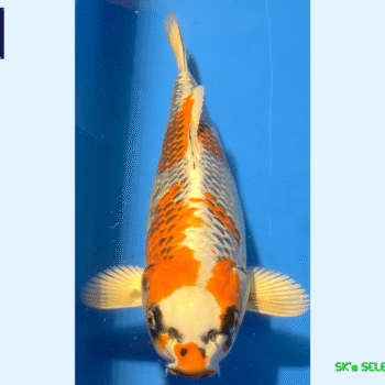 Kujaku, 32-33cm. Tosai, Tamaura FishFarm