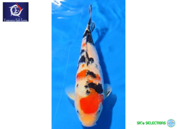 Sanke, 25-26cm. Tosai, Tamaura FishFarm