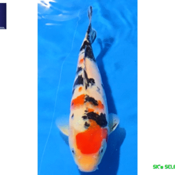 Sanke, 25-26cm. Tosai, Tamaura FishFarm