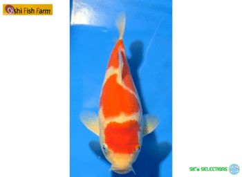Kohaku, 25cm. Tosai, Oishi FishFarm