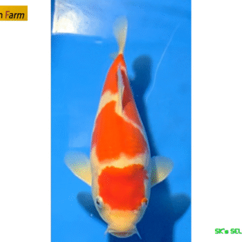 Kohaku, 25cm. Tosai, Oishi FishFarm